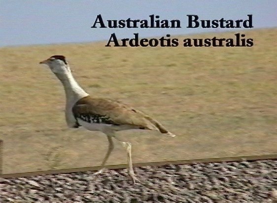 Bustard, Australian 1_1