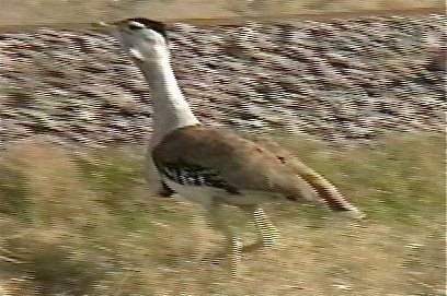 Bustard, Australian 2_1