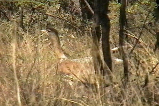 Bustard, Australian 2