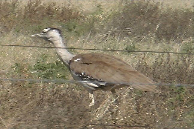 Bustard, Australian 3