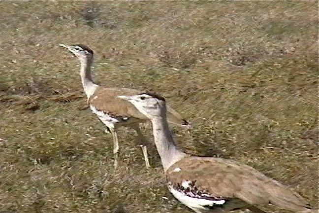 Bustard, Australian 4