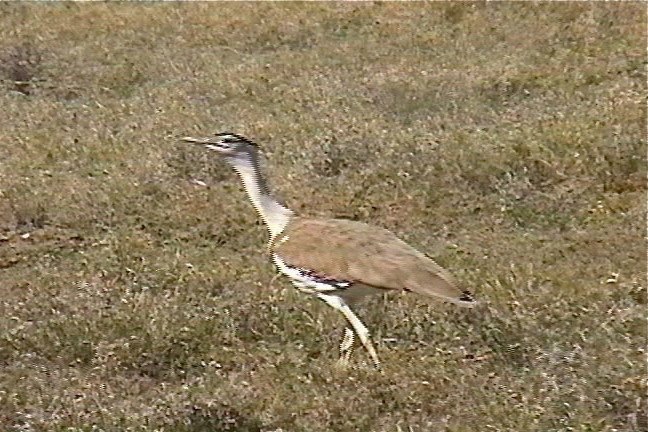 Bustard, Australian 5