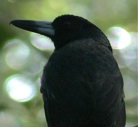 Butcherbird, Black 1_1