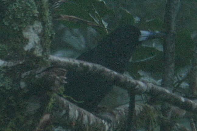 Butcherbird, Black 1