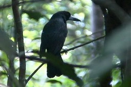 Butcherbird, Black 4