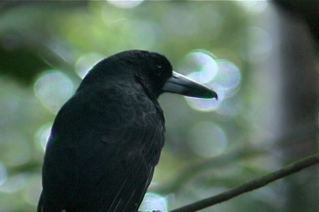 Butcherbird, Black 5