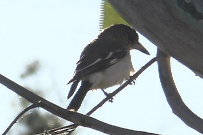 Butcherbird, Grey 1