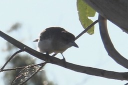 Butcherbird, Grey 2