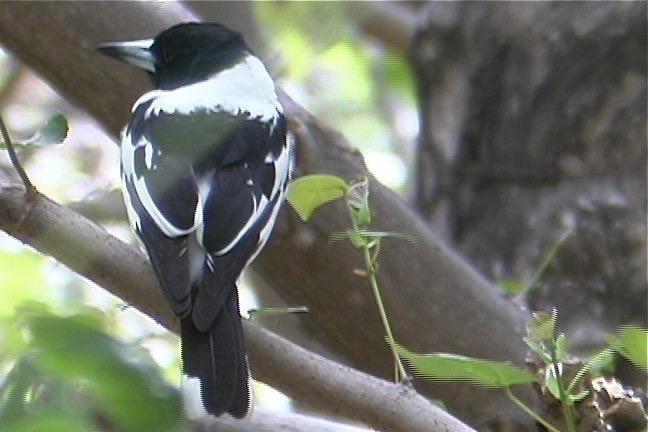 Butcherbird, Pied 1