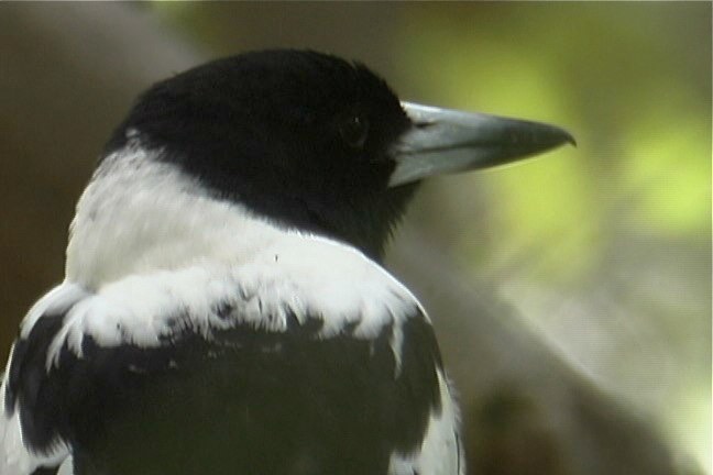 Butcherbird, Pied 2