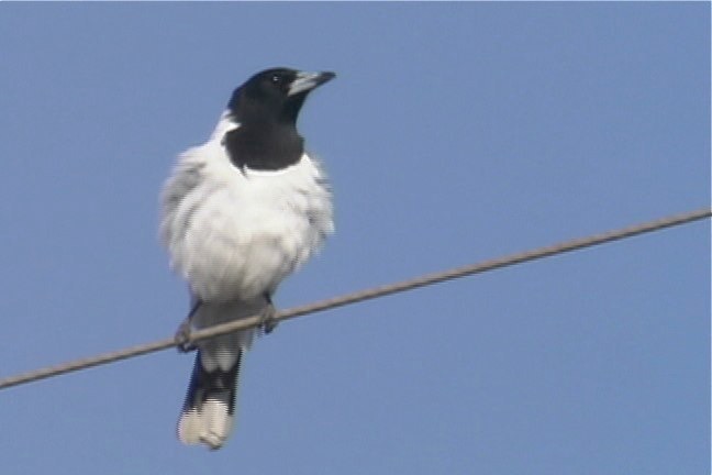 Butcherbird, Pied 3