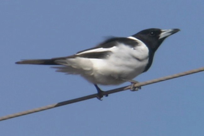 Butcherbird, Pied 4