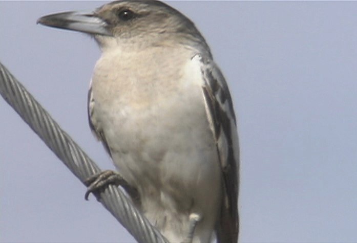 Butcherbird, Pied 6