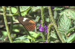 Butterfly (Peru) 2