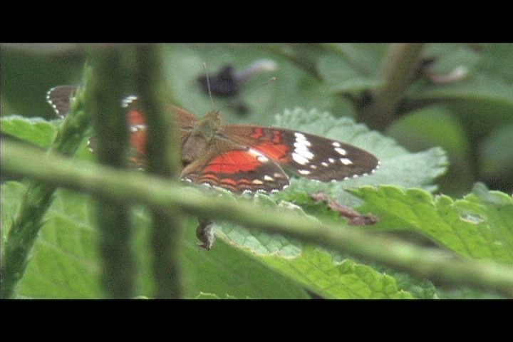 Butterfly Peru 5