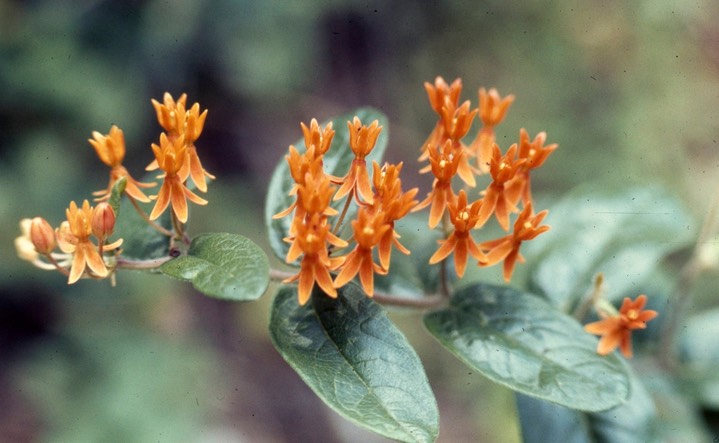 butterfly weed411