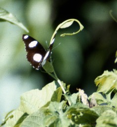 butterfly541