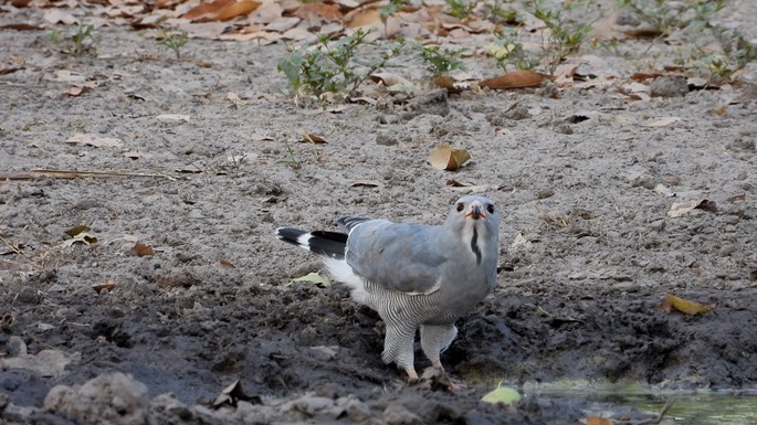 Buzzard, Lizard - Senegal 1