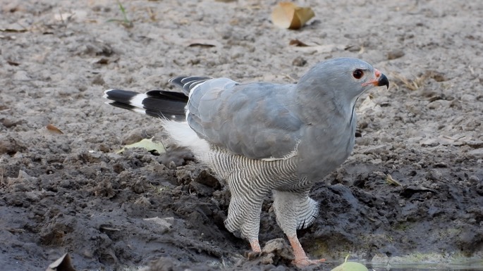 Buzzard, Lizard - Senegal 3