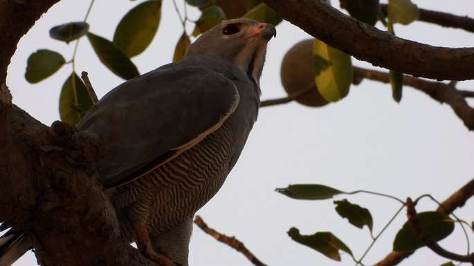 Buzzard, Lizard - Senegal 4