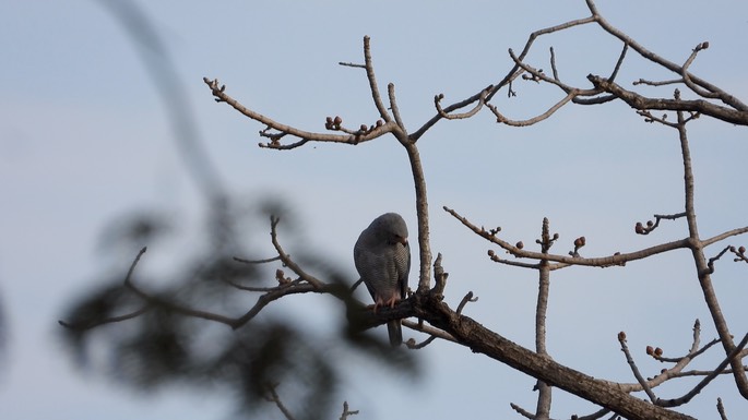 Buzzard, Lizard - Senegal 5