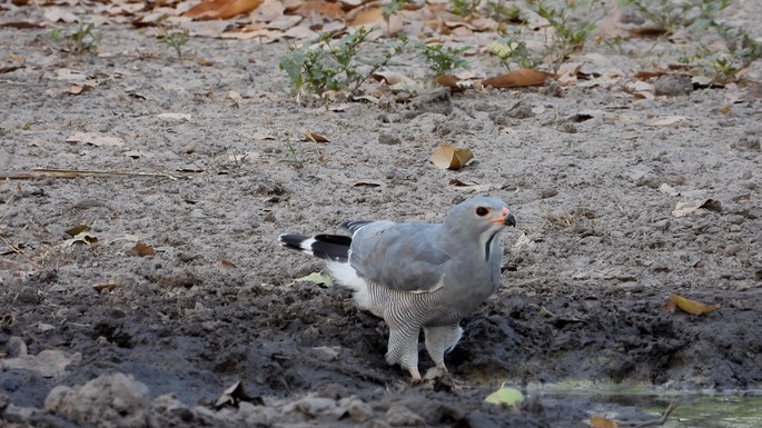 Buzzard, Lizard - Senegal2