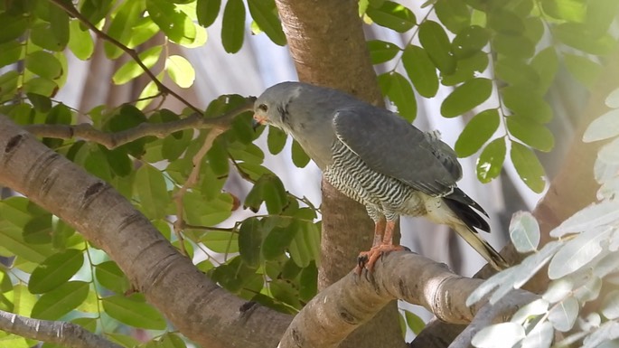 Buzzard, Lizard 5