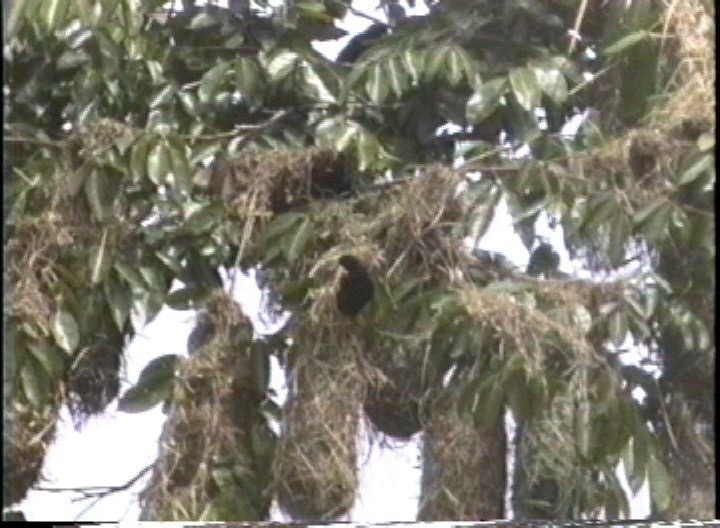 Cacique, Red-rumped 1