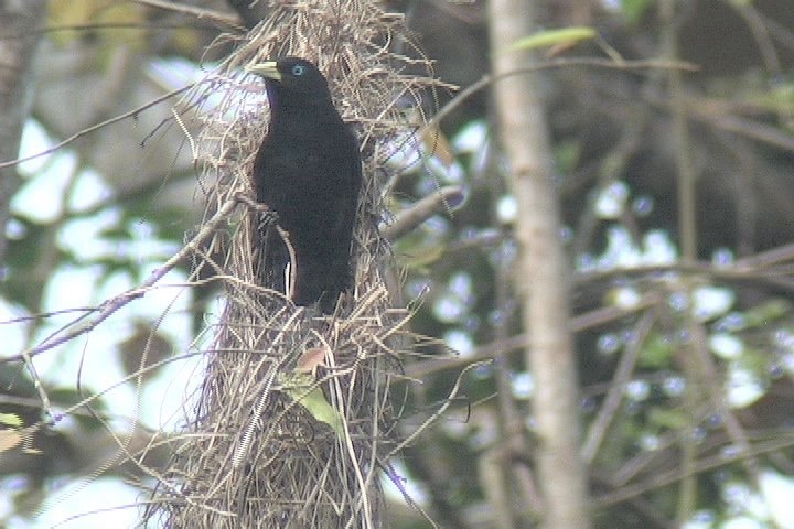 Cacique, Scarlet-rumped 10