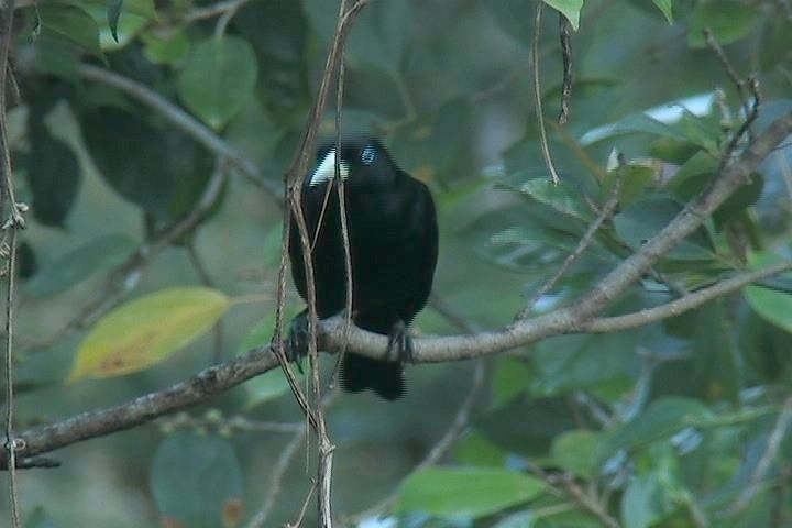 Cacique, Scarlet-rumped1