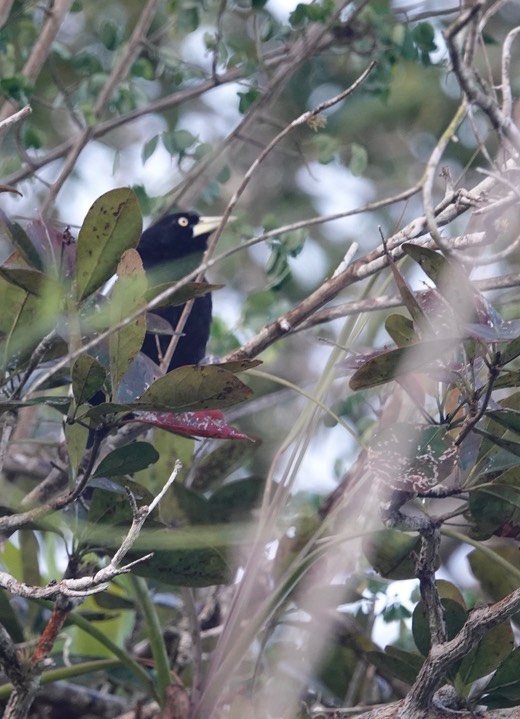 Cacique, Yellow-billed. Amblycercus holosericeus