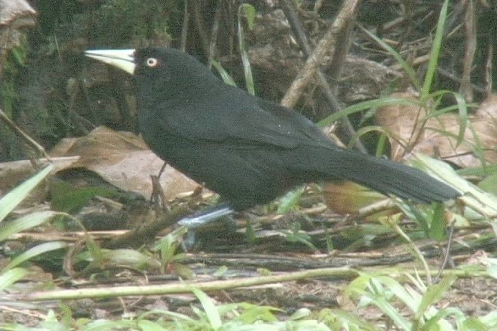 Cacique, Yellow-billed