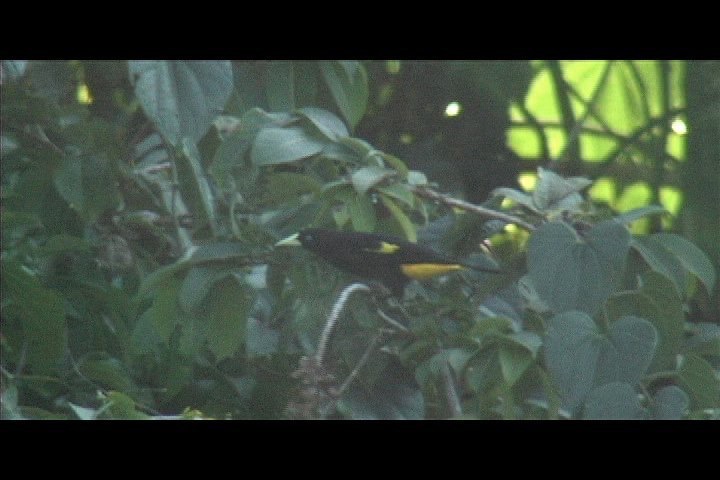 Cacique, Yellow-rumped 1