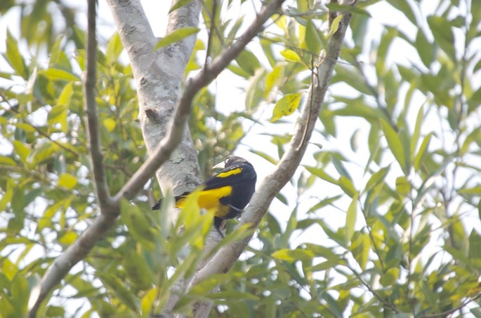 Cacique, Yellow-rumped 10