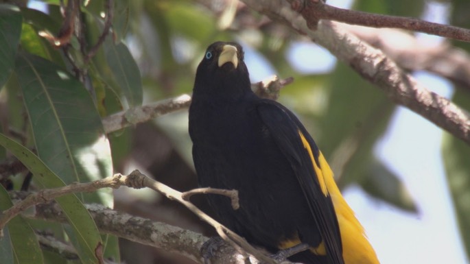 Cacique, Yellow-rumped 1