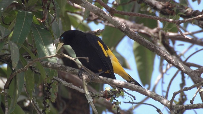 Cacique, Yellow-rumped 3