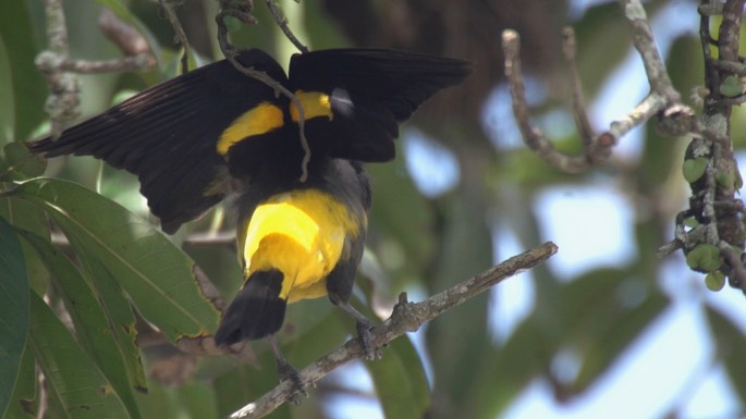 Cacique, Yellow-rumped 4