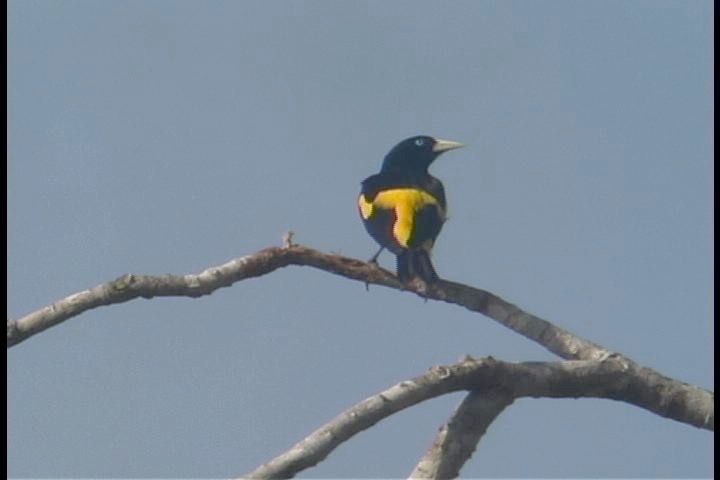 Cacique, Yellow-rumped