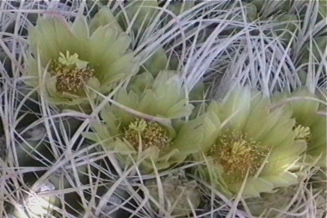 California Barrel Cactus 1