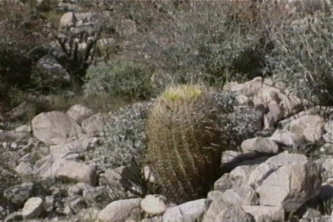 California Barrel Cactus 2