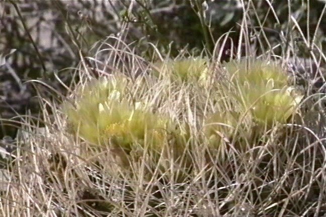 California Barrel Cactus 3