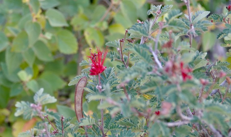 Calliandra californica, California Fairyduster, Mesa del Carmen, Baja California