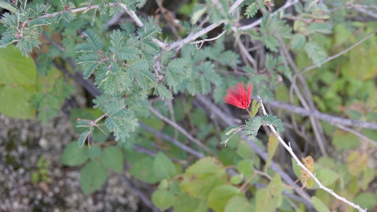 Calliandra californica, California Fairyduster, Mesa del Carmen, Baja California