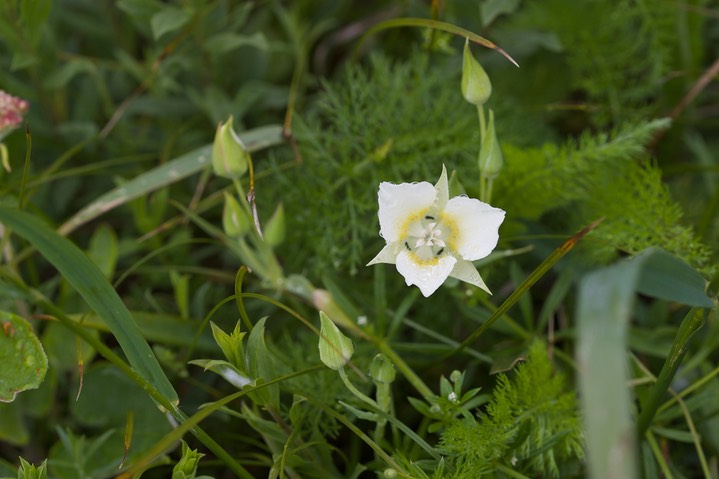 Calochortus subalpinus3