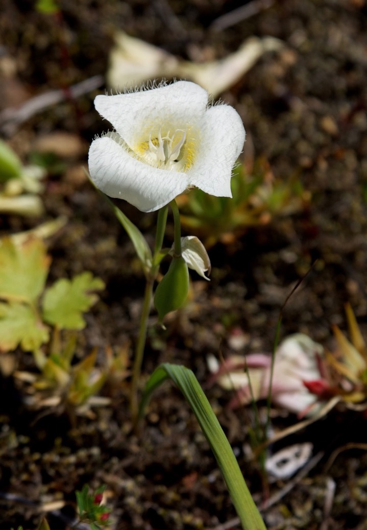 Calochortus subalpinus6