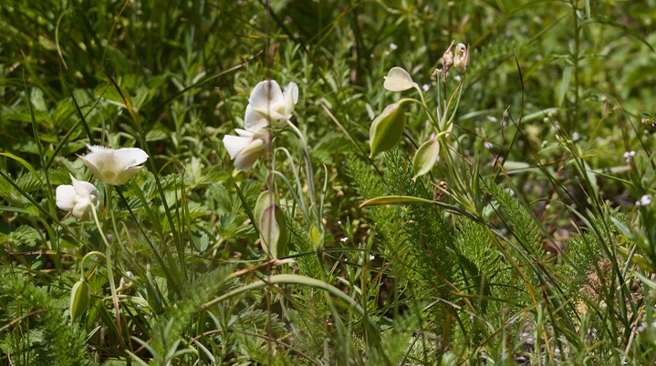 Calochortus subalpinus7