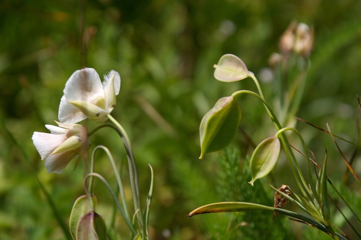 Calochortus subalpinus8