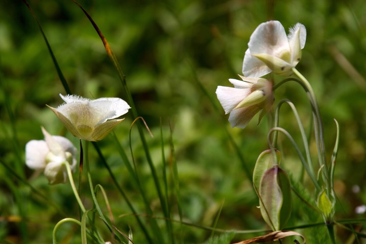 Calochortus subalpinus9