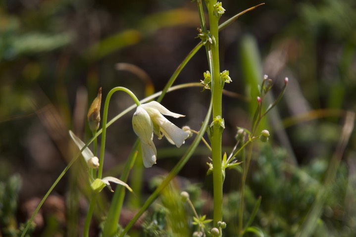 Calochortus subalpinus