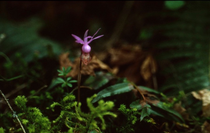 calypso Orchid588